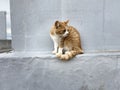 Cat in Setouchi Triennale Royalty Free Stock Photo